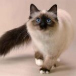 대표 고양이 종류 30종